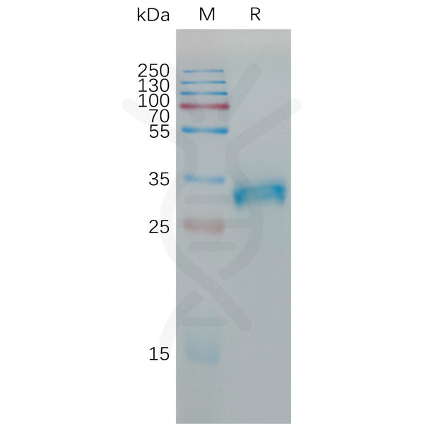 Human CLDN6(138-160) Protein, mFc Tag – Figure 1 of 1