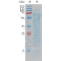 Human CD300LG Protein, His Tag – Figure 1 of 1