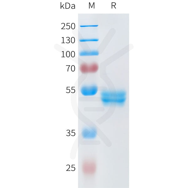 Human ROR2(34-168) Protein, hFc Tag – Figure 1 of 1