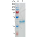 Human EPHA3(436-541) Protein, hFc Tag – Figure 1 of 1