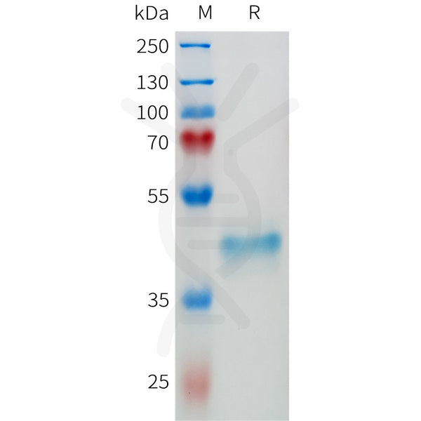 Human EPHA3(436-541) Protein, hFc Tag – Figure 1 of 1