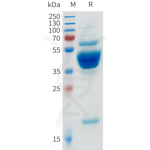 Human BAFF Protein, mFc-His Tag – Figure 1 of 1