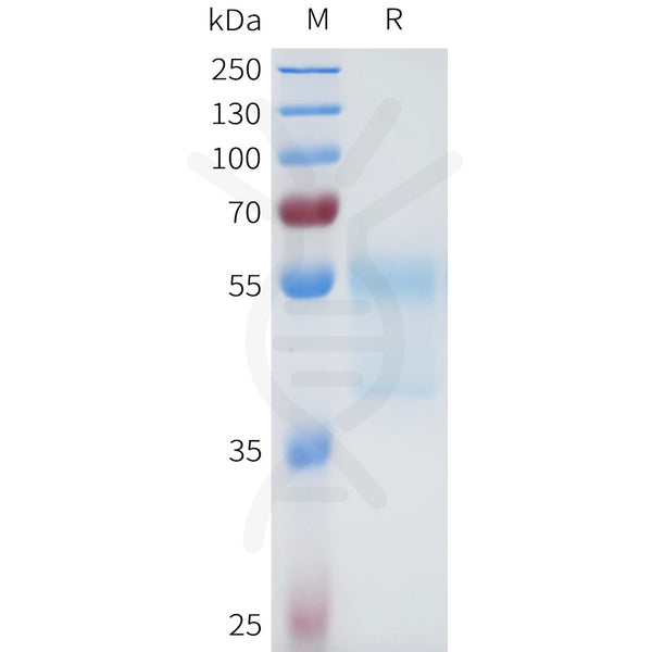 Human 5T4(32-91) Protein, hFc Tag – Figure 1 of 1