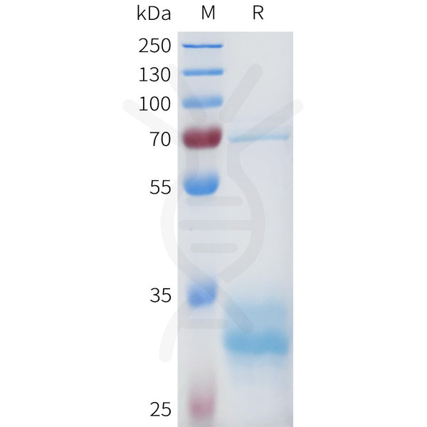 Human 5T4(92-115) Protein, hFc Tag – Figure 1 of 1