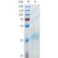 Human 5T4(140-171) Protein, hFc Tag – Figure 1 of 1