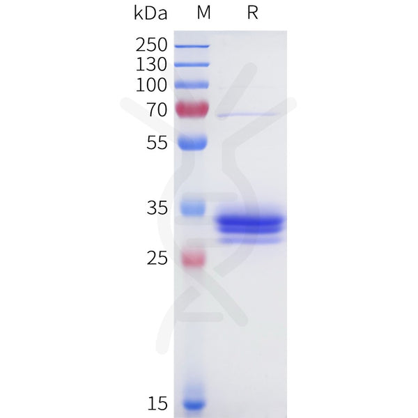 Human 5T4(205-232) Protein, hFc Tag – Figure 1 of 1