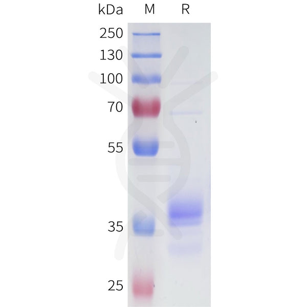 Human 5T4(233-255) Protein, hFc Tag – Figure 1 of 1