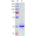 Human 4-1BB(24-46) Protein, hFc Tag – Figure 1 of 1