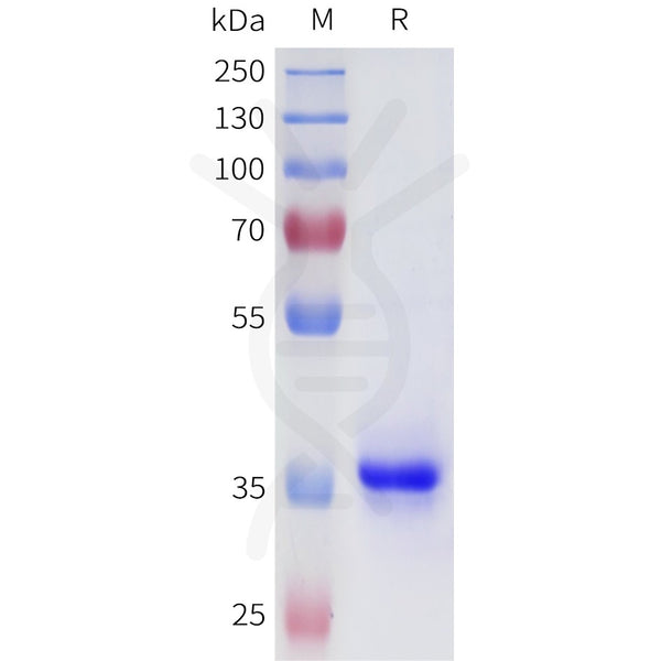 Human 4-1BB(46-86) Protein, hFc Tag – Figure 1 of 1