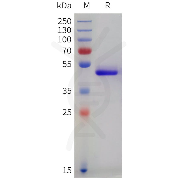 Human SECTM1 Protein, hFc Tag – Figure 1 of 1