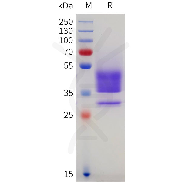Human TMEM119 Protein, hFc Tag – Figure 1 of 1