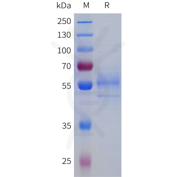 Human F7 Protein, Flag Tag – Figure 1 of 1