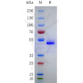 Human NPPA Protein, hFc Tag – Figure 1 of 1