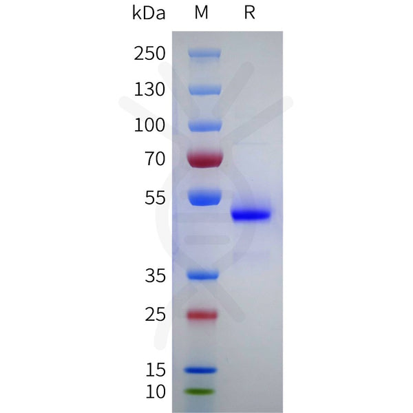Human NPPA Protein, hFc Tag – Figure 1 of 1