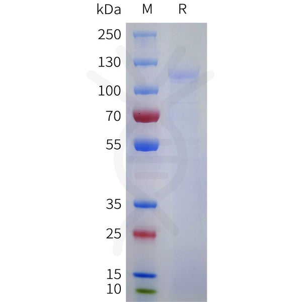 Human LGR5(22-561) Protein, hFc Tag – Figure 1 of 1