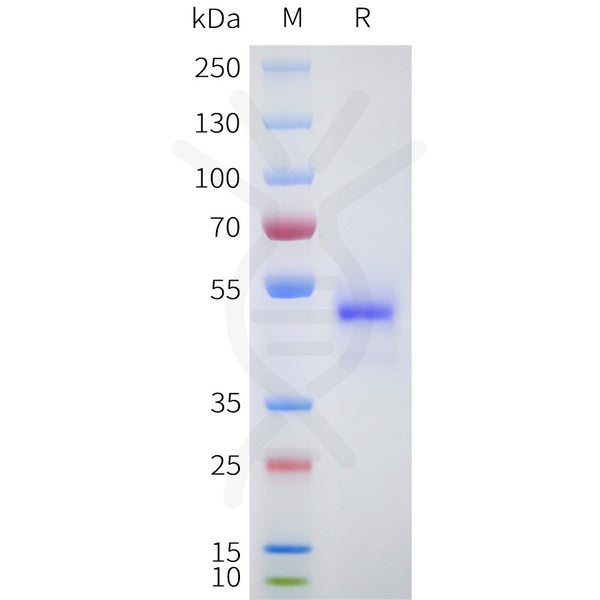 Human LGR5(447-561) Protein, hFc Tag – Figure 1 of 1