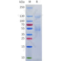 Human BAI1(31-926) Protein, Flag and Strep Tag – Figure 1 of 1