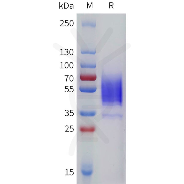 Human HTR7 Protein, hFc Tag – Figure 1 of 1