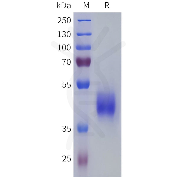 Human PTGER3 Protein, hFc Tag – Figure 1 of 1