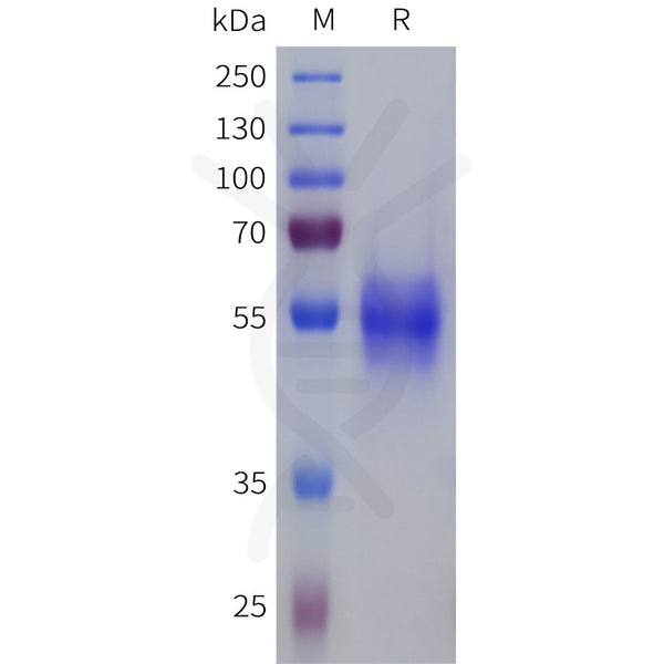 Human SSTR1 Protein, hFc Tag – Figure 1 of 1