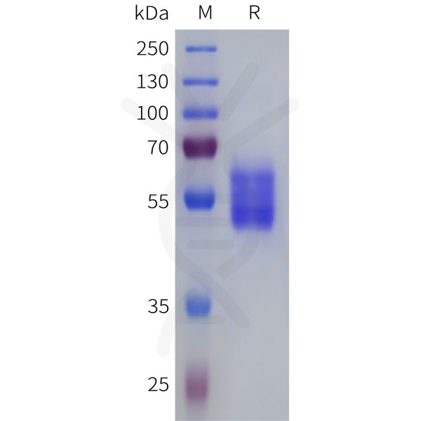 Human VIPR1 Protein, hFc Tag – Figure 1 of 1