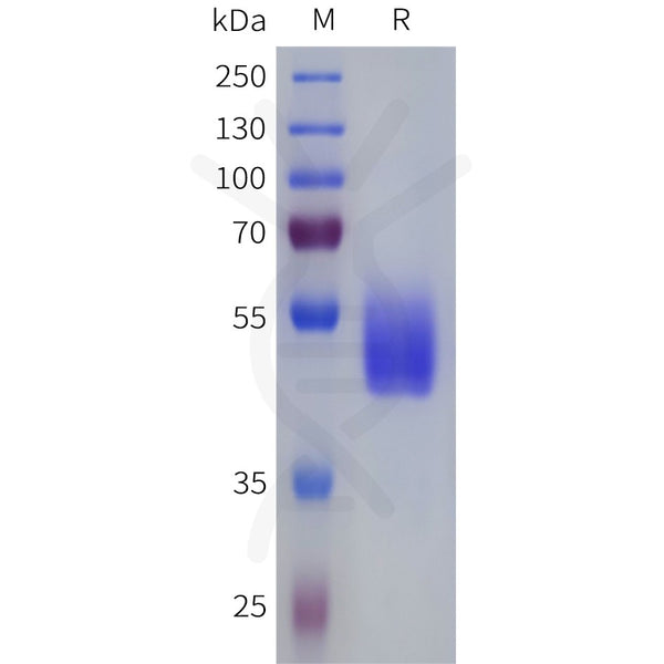 Human VIPR2 Protein, hFc Tag – Figure 1 of 1
