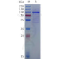 Human OLFML3 Protein, hFc Tag – Figure 1 of 1