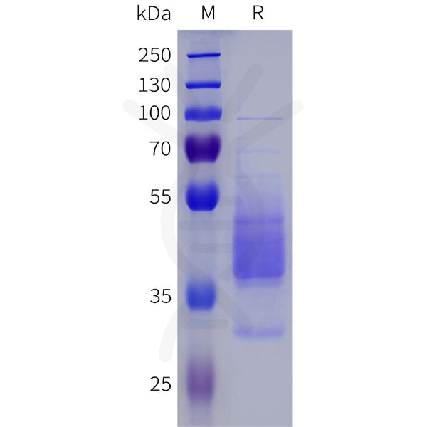 Human NPY1R Protein, hFc Tag – Figure 1 of 1