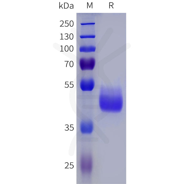 Human NPY2R Protein, hFc Tag – Figure 1 of 1