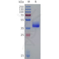 Human AVPR1A Protein, hFc Tag – Figure 1 of 1