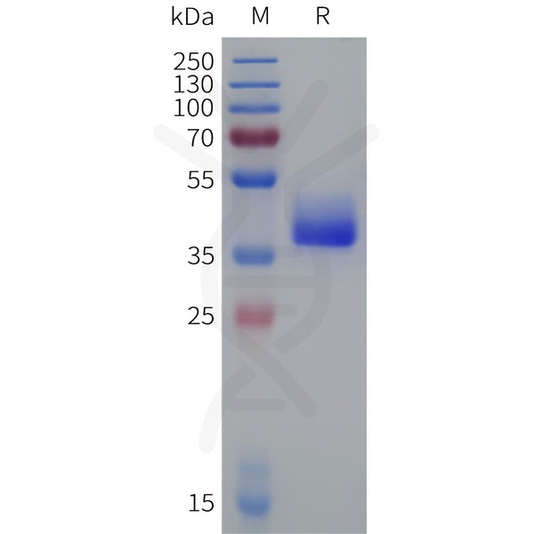 Human AVPR1A Protein, hFc Tag – Figure 1 of 1