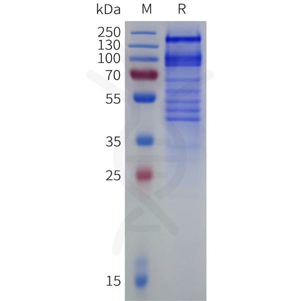 Human ITGA4(1-977) Acidic tail Protein, hFc Tag – Figure 1 of 1