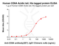 Human CD8A Acidic tail Protein, His Tag – Figure 1 of 1