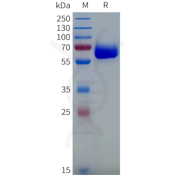 Human B7-H3(29-245) Protein, hFc Tag – Figure 1 of 1