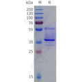 Human OPN4 Protein, hFc Tag – Figure 1 of 1
