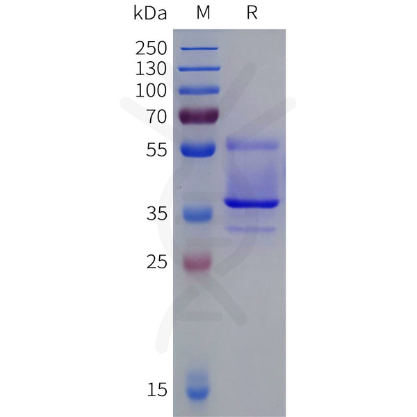 Human OPN4 Protein, hFc Tag – Figure 1 of 1