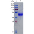 Human OPRD1 Protein, hFc Tag – Figure 1 of 1