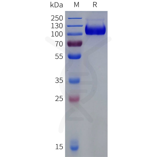 Human B7-H3(27-461) Protein, hFc Tag – Figure 1 of 1