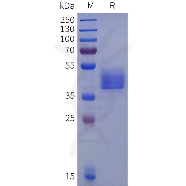 Human MCHR1 Protein, hFc Tag – Figure 1 of 1