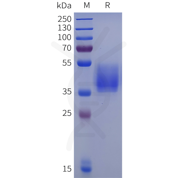Human MRGPRD Protein, hFc Tag – Figure 1 of 1