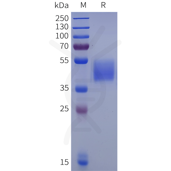 Human NMUR1 Protein, hFc Tag – Figure 1 of 1