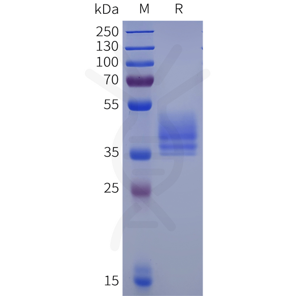 Human OPN3 Protein, hFc Tag – Figure 1 of 1