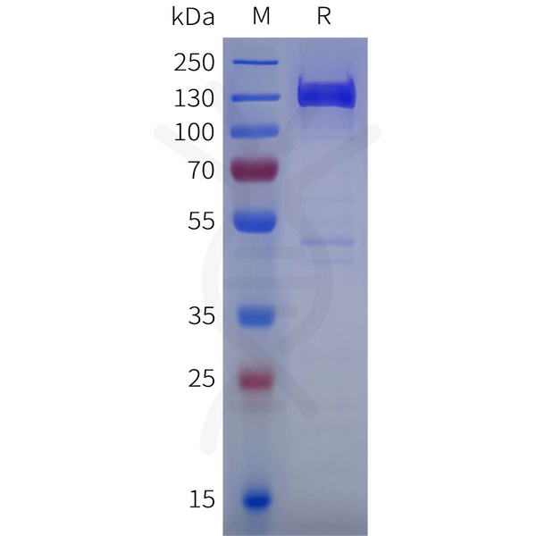 Human CDH17 Protein, mFc Tag – Figure 1 of 1