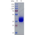 Human LPAR2 Protein, hFc Tag – Figure 1 of 1
