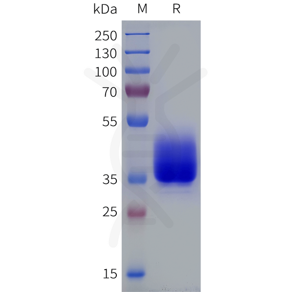 Human LPAR5 Protein, hFc Tag – Figure 1 of 1