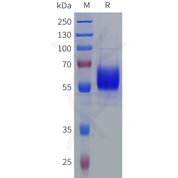 Human EPO Protein, hFc Tag – Figure 1 of 1