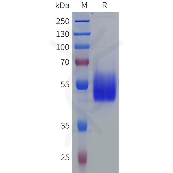 Human SIGIRR Protein, hFc Tag – Figure 1 of 1