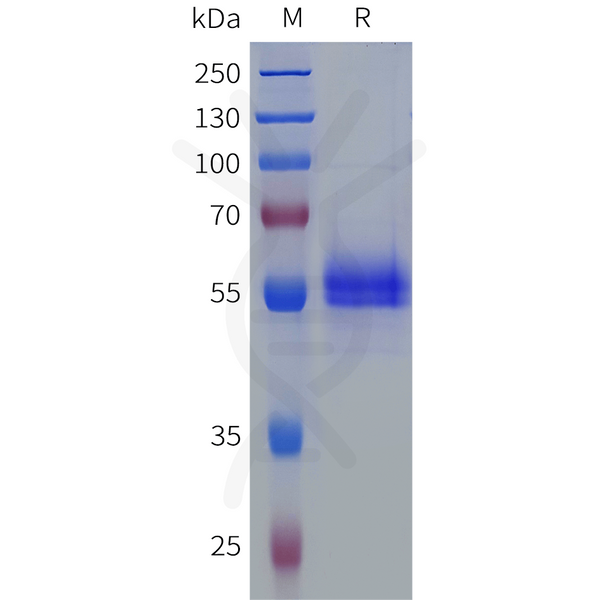 Human TFPI2 Protein, hFc Tag – Figure 1 of 1