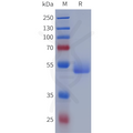 Human EGFR(313-445) Protein, hFc Tag – Figure 1 of 1