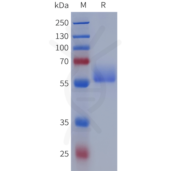 Human EGFR(446-621) Protein, hFc Tag – Figure 1 of 1